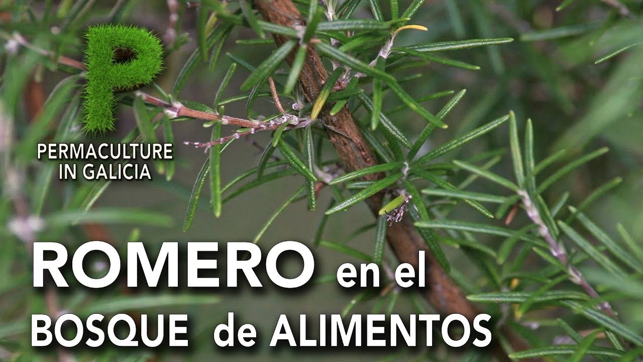 Romero en el bosque de alimentos | Permacultura en Galicia