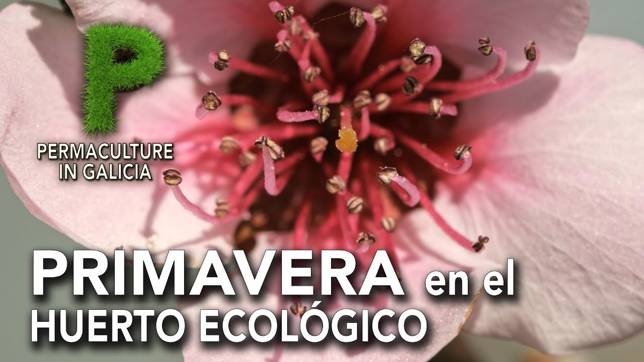 Primavera en el huerto ecológico o bosque de alimentos | Permacultura en Galicia