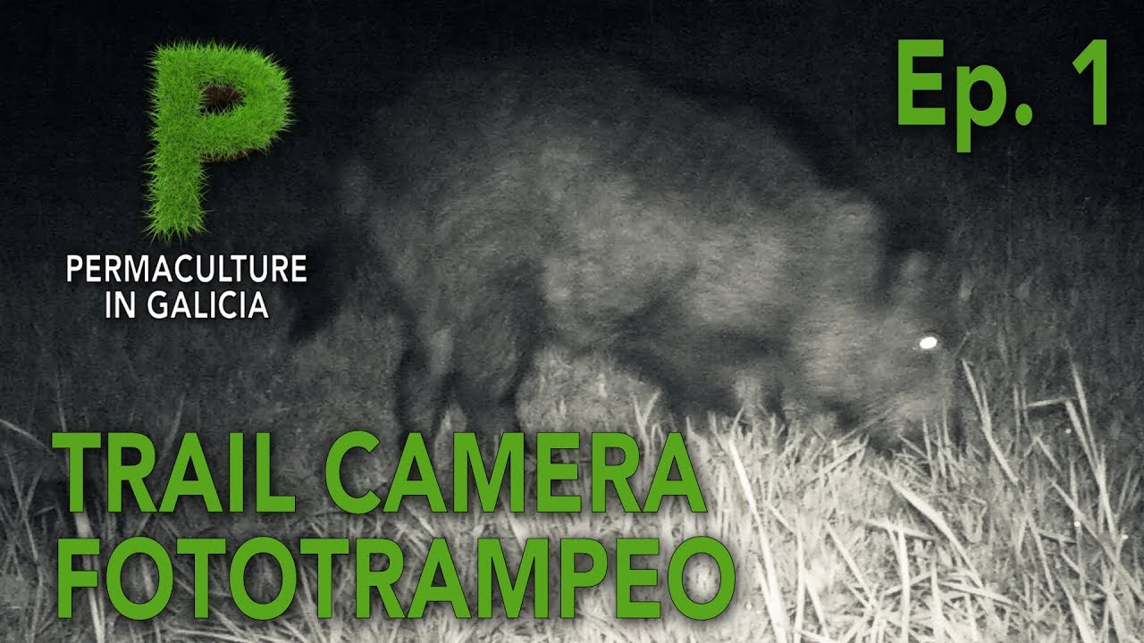 Trail Camera | Fototrampeo Ep1 | Jabalí, zorro, mirlo... | Permacultura en Galicia