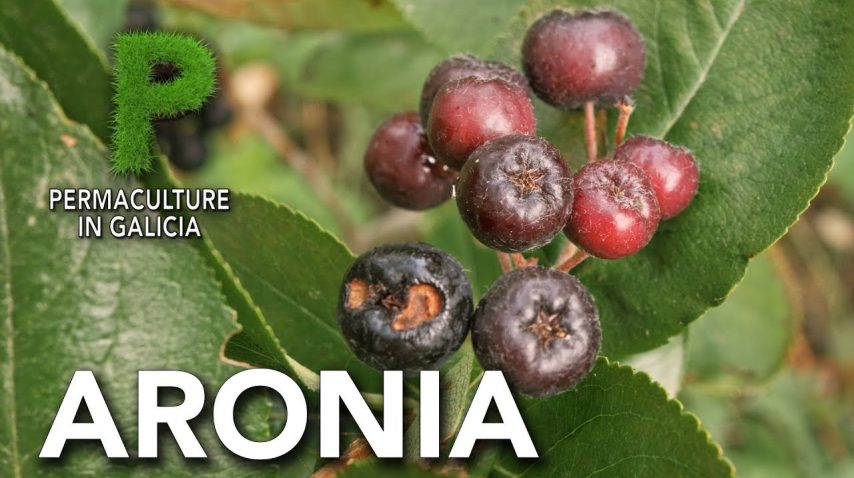 Aronia. Cultivo y beneficios para la salud | Permacultura en Galicia