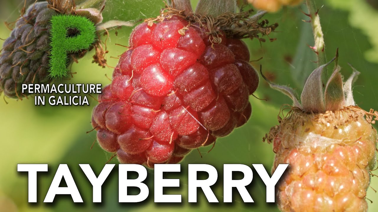 Tayberry. Cultivo | Permacultura en Galicia