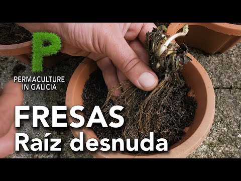 Como plantar fresas a raíz desnuda | Permacultura en Galicia