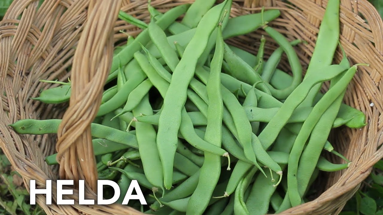 Judía variedad "Helda" | Cultivo, conservación de semillas, propiedades nutritivas