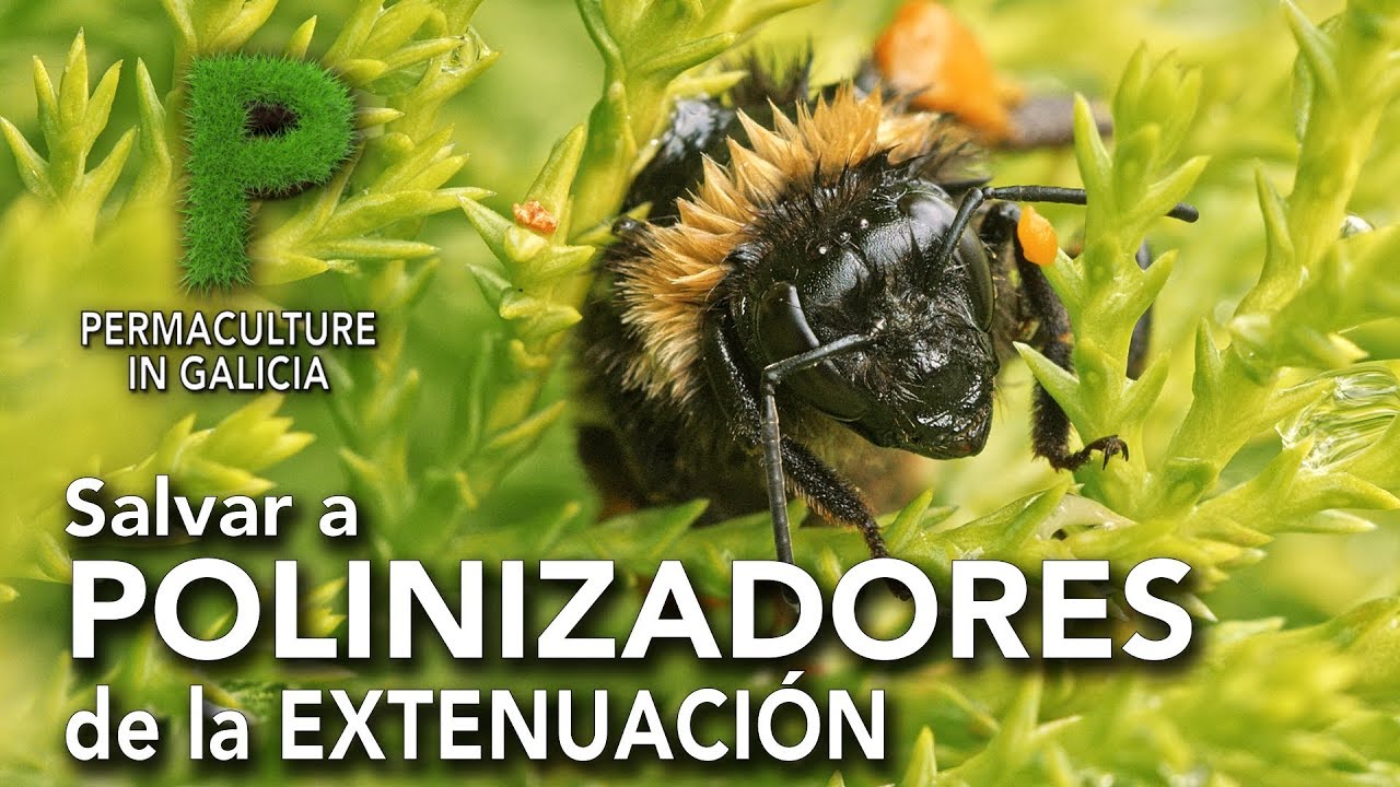Salvar a abejas y abejorros de la extenuación | Permacultura en Galicia