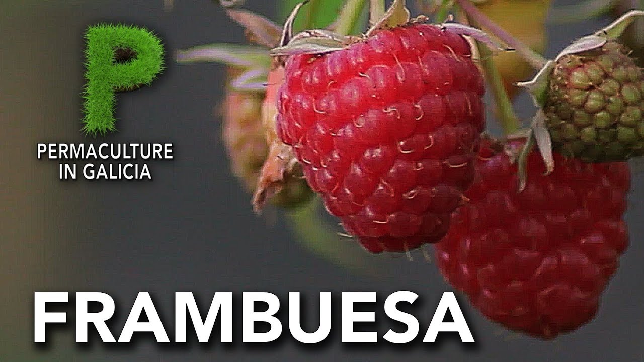 Frambuesa. Cultivo. Propiedades | Permacultura en Galicia