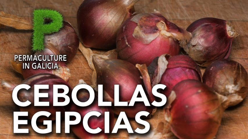 Cebollas egipcias | Permacultura en Galicia