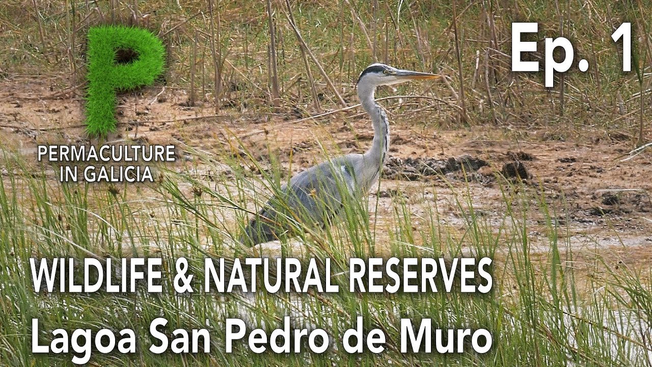 Wildlife. Reservas Naturales Ep01 Lagoa de San Pedro de Muro | Permacultura en Galicia