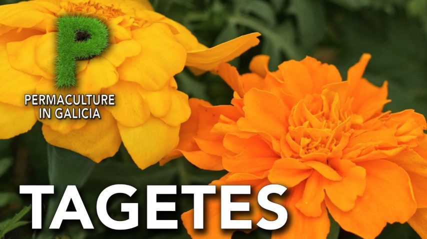 Tagetes | Beneficios para el huerto y cultivo | Permacultura en Galicia