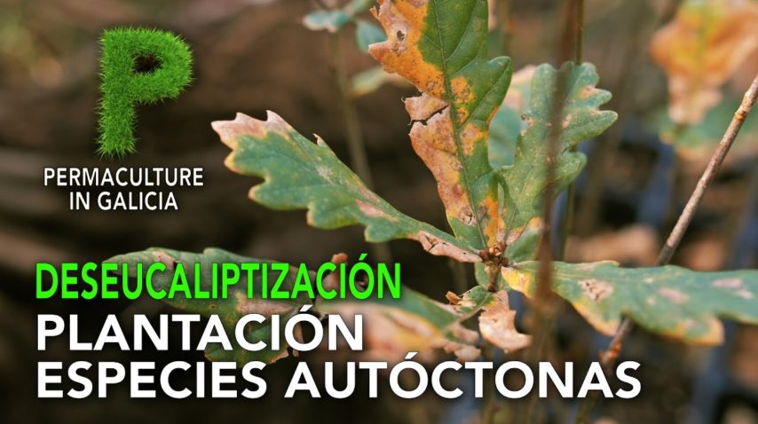 Deseucaliptización. Plantación de especies autóctonas | 4K Español | Permacultura en Galicia