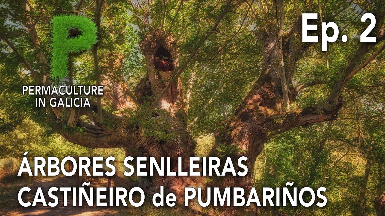 Árbores Senlleiras Ep. 02 Castiñeiro Milenario de Pumbariños | 4K Galego | Permacultura en Galiza