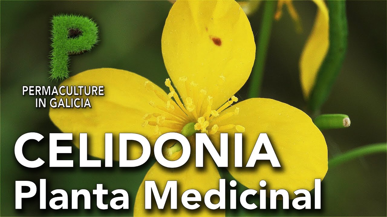 Celidonia. Planta medicinal | Permacultura en Galicia