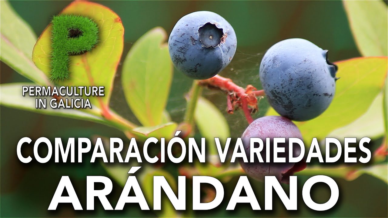 Comparación variedades de Arándano | Permacultura en Galicia