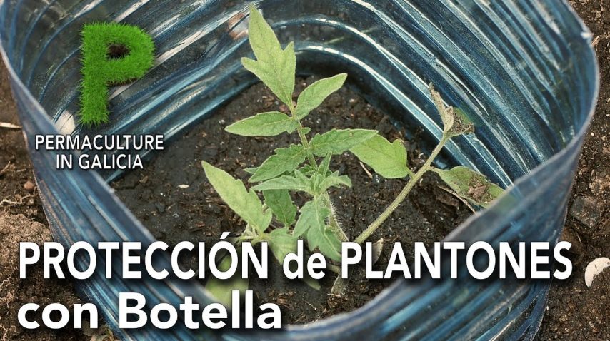 Protección de plantones con botellas | Permacultura en Galicia