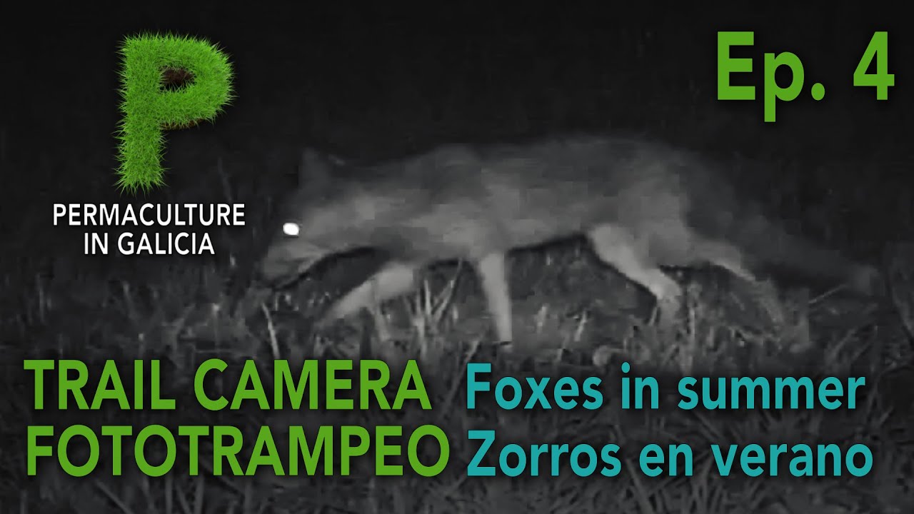 Trail Camera Ep. 04 Zorros en verano | Permacultura en Galicia